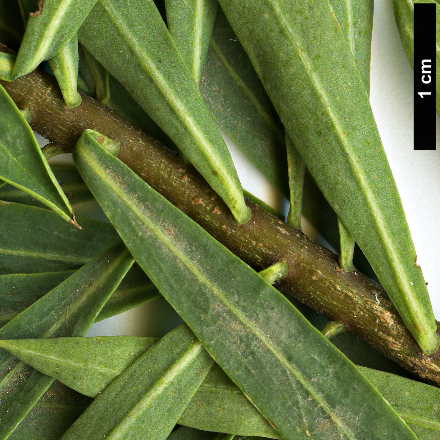 High resolution image: Family: Thymelaeaceae - Genus: Daphne - Taxon: gnidium - SpeciesSub: subsp. mauritanica